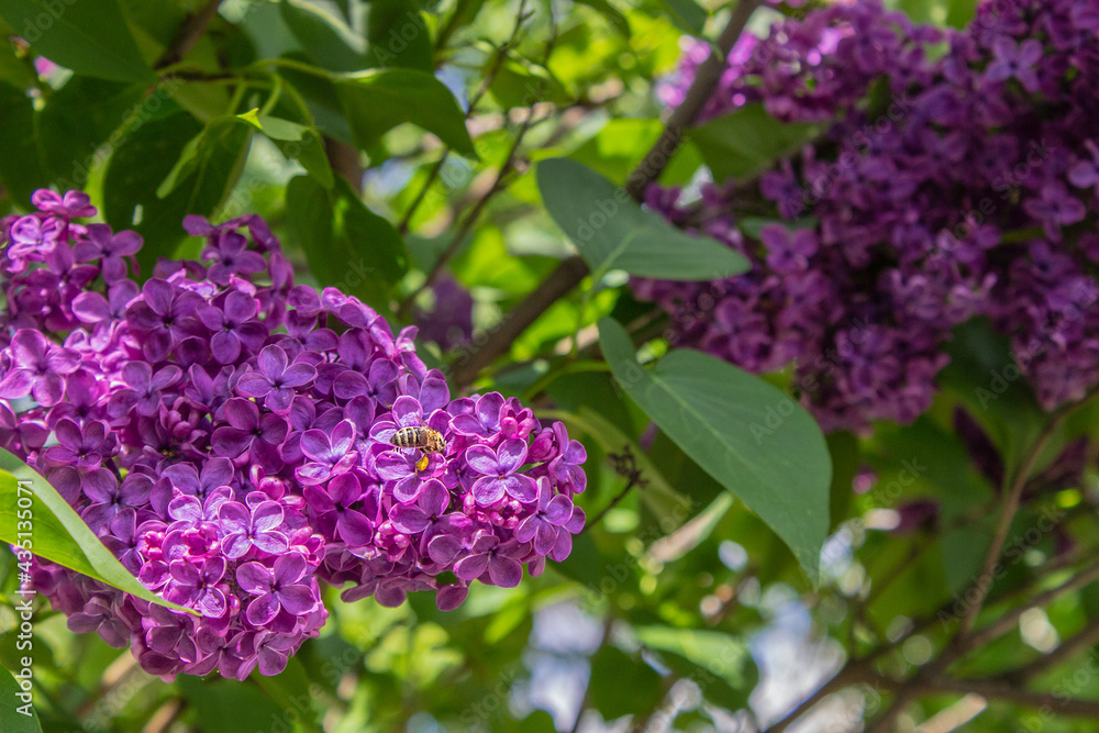 Honey bee apis mellifera on flower while collecting pollen on Purple lilac. Syringa vulgaris, the lilac or common lilac, is a species of flowering plant in the olive family Oleaceae. Copy space
Honey bee apis mellifera on flower while collecting pollen on Purple lilac. Syringa vulgaris, the lilac or common lilac, is a species of flowering plant in the olive family Oleaceae. Copy space