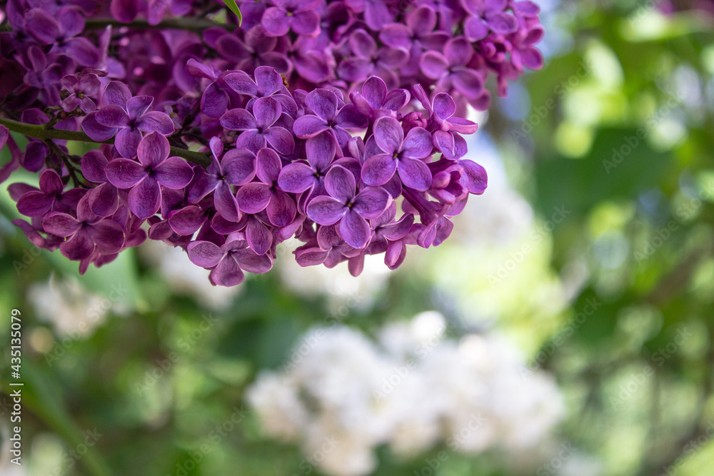 Bright blooms of spring Purple lilac as background. Syringa vulgaris, the lilac or common lilac, is a species of flowering plant in the olive family Oleaceae. Copy space for text Bright blooms of spring Purple lilac as background. Syringa vulgaris, the lilac or common lilac, is a species of flowering plant in the olive family Oleaceae. Copy space for text