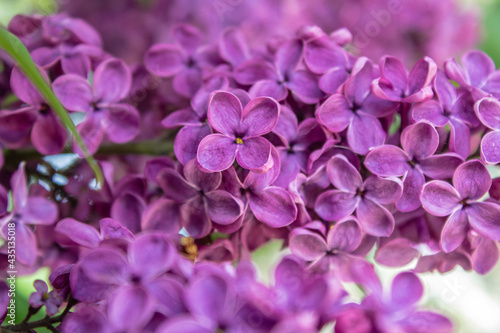 Bright blooms of spring Purple lilac as background. Syringa vulgaris, the lilac or common lilac, is a species of flowering plant in the olive family Oleaceae. Copy space for text © Olha Trotsenko