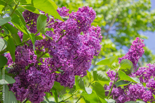 Foto Bright blooms of spring Purple lilac as background