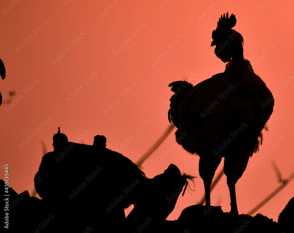 Naklejka premium Rooster Gallo 