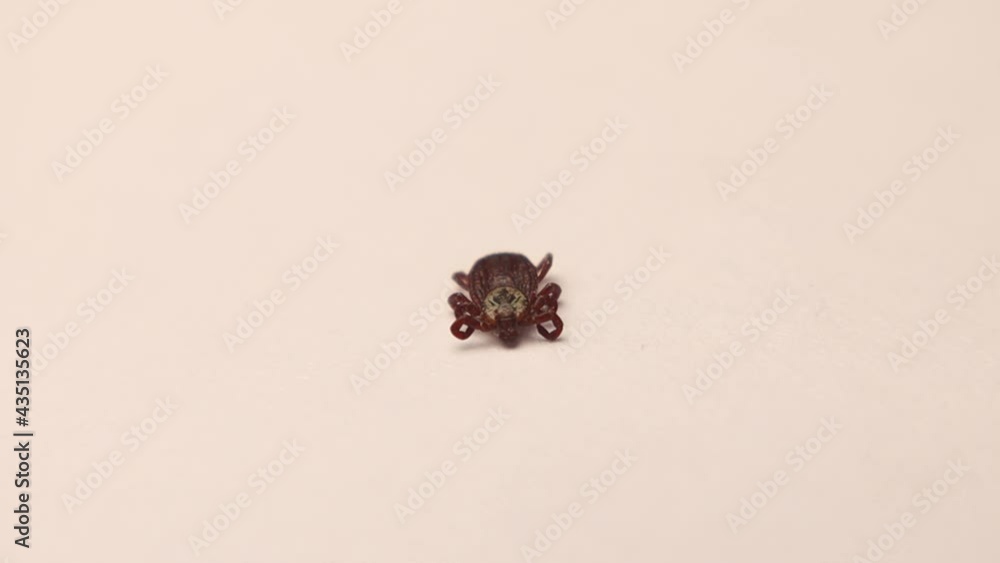 Female tick dying from Permethrin that use against ticks. tick dies