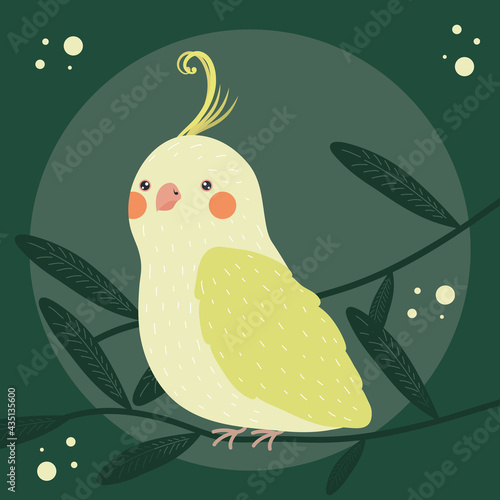 canary bird animal