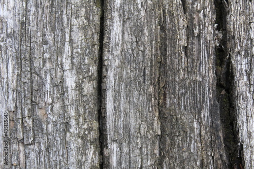 background texture of an old tree with cracks wood. Nature's natural background