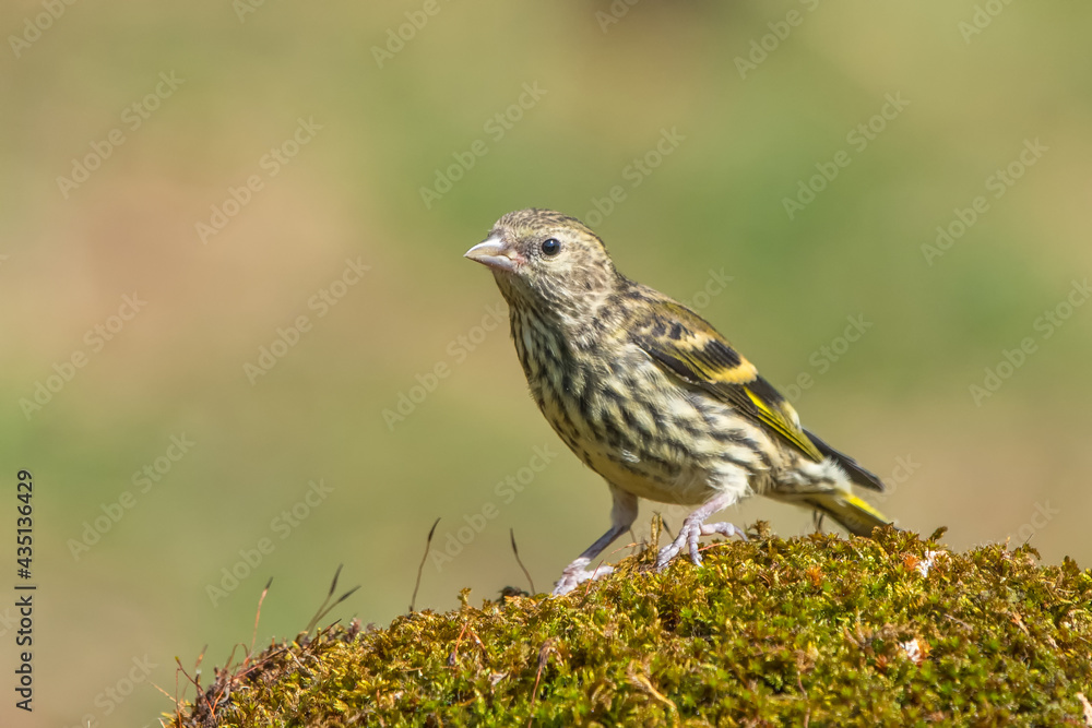 robin on the grass robin on the grass