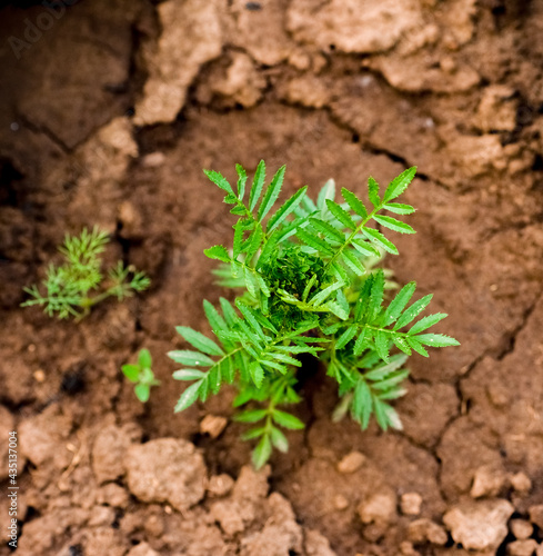 Green marigold shoots in the garden