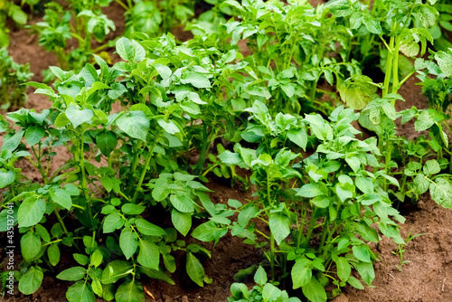 New potatoes grow in a garden bed. Potato tops