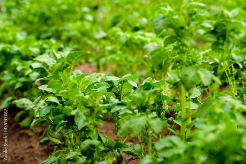 New potatoes grow in a garden bed. Potato tops