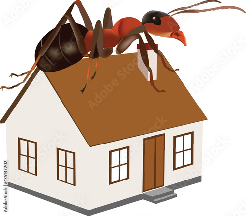 red ants on the house extermination red ants on the house extermination