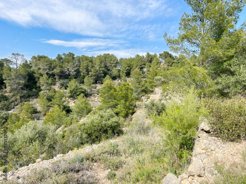 Green olive tree landscape against mountain range