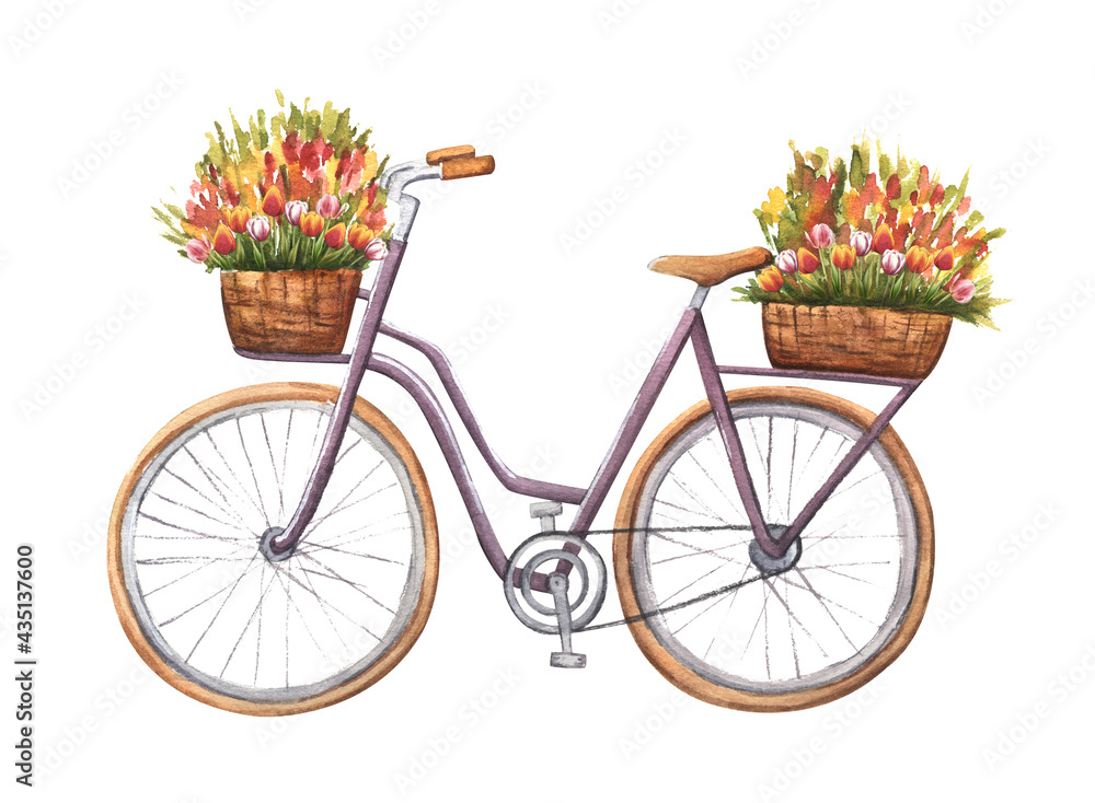 Hand drawn bicycle carrying a bouquet of tulips. Watercolor baskets with flowers isolated on white background. Spring time and love message concept