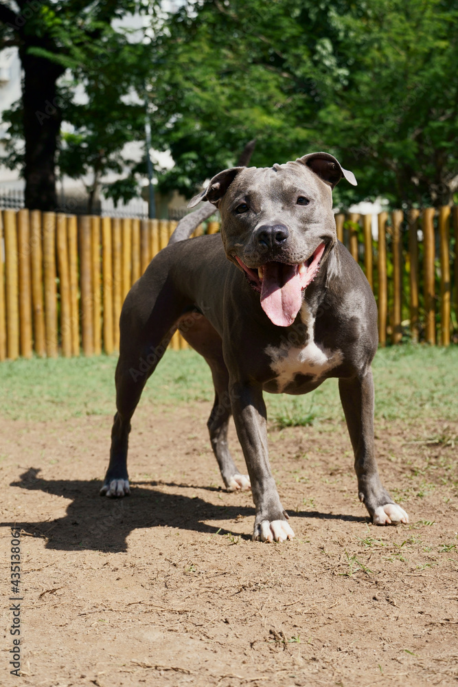 Pitbull dog in the park with green grass and wooden fence. Pit bull playing in the pet place.