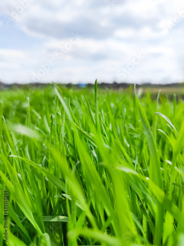 Green grass under blue sky. Grass in the meadow. Green grass field. Natural background in open space