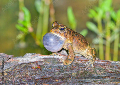 Male southern toad (Anaxyrus terrestris) calling or vocalizing on wet log; vocal sac fully extended filled with air; orangish brown, bumpy, warty skin; sleepy eyes; blurred background; selective focus