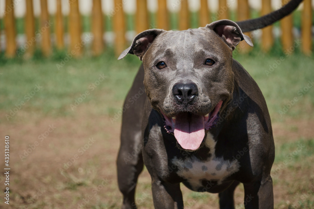 Pitbull dog in the park with green grass and wooden fence. Pit bull playing in the pet place. Pitbull dog in the park with green grass and wooden fence. Pit bull playing in the pet place.