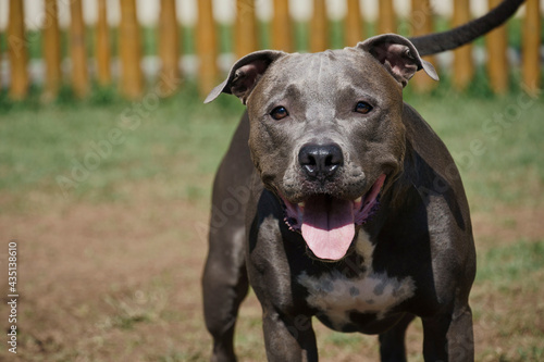 Pitbull dog in the park with green grass and wooden fence. Pit bull playing in the pet place.