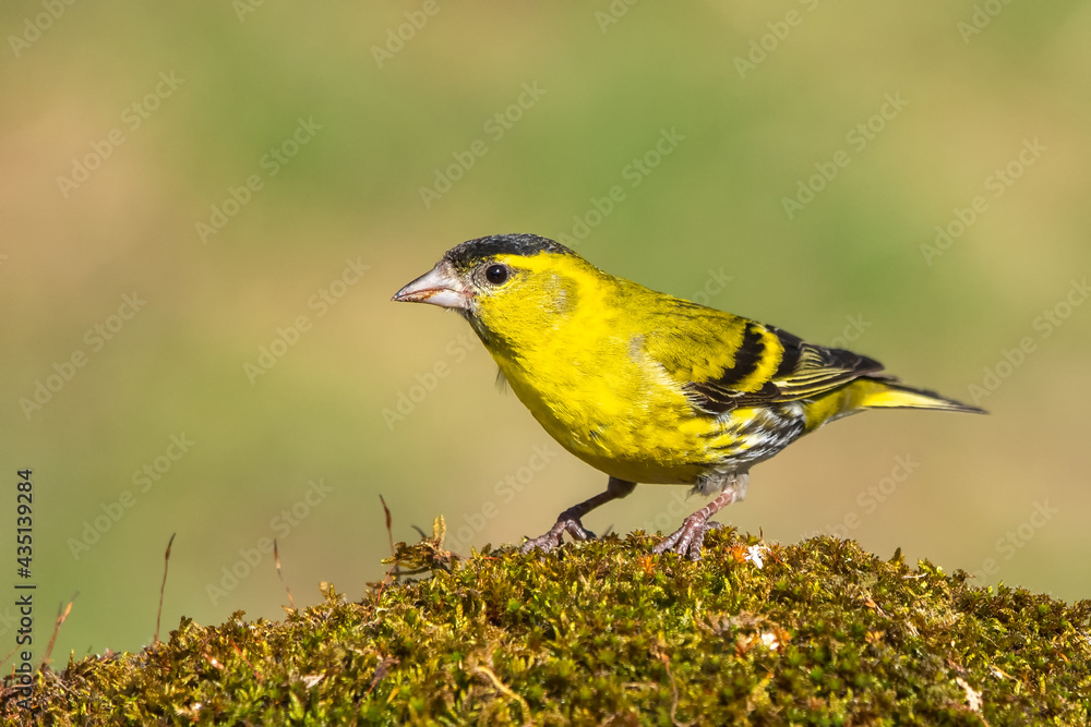 yellow sparrow