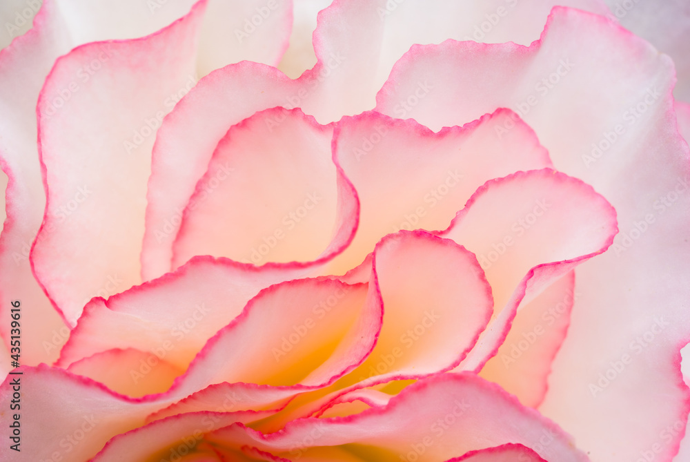 Obraz premium pink ruffled rose petals