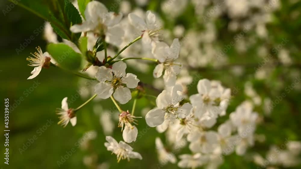 Cherry blossom tree in spring. Wind movement. High quality HD video footage Cherry blossom tree in spring. Wind movement. High quality HD video footage
