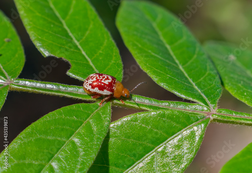 Sumac flea beetle (Blepharida rhois) resting on winged sumac (Rhus copallinum) stalk; species of leaf beetle of the subfamily Galerucinae. The colour of the species is red, with white dots and yellow photo