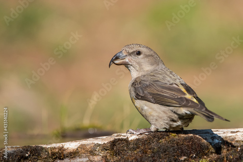 house sparrow passer domesticus