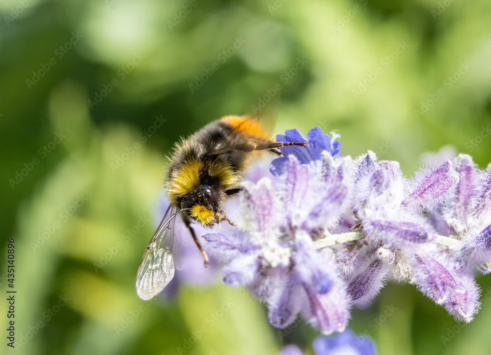 A bumble-bee sucks from a lavandula flower on a garden. A bumble-bee sucks from a lavandula flower on a garden.