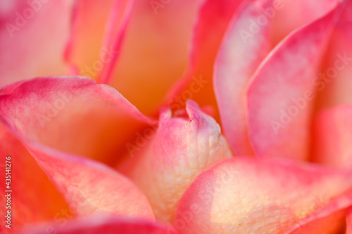 'Perfect Moment' Hybrid Tea Rose in Bloom. San Jose Municipal Rose Garden, San Jose, California, USA.