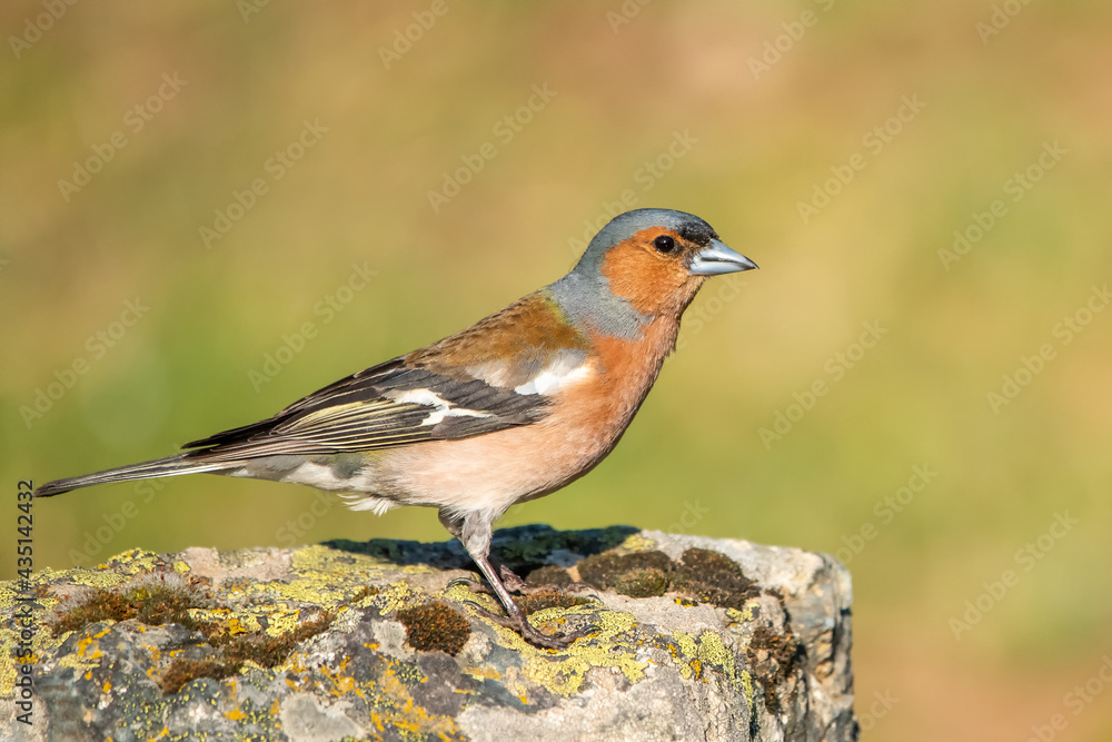robin on the branch robin on the branch