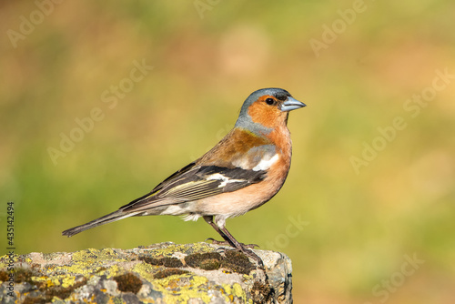 robin on a branch