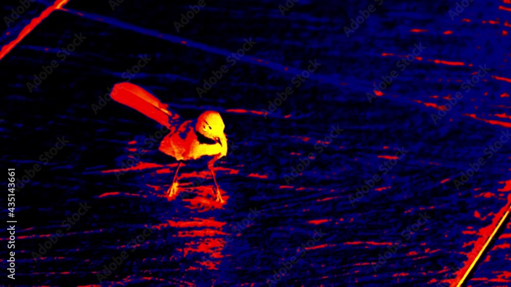 A bird in a thermal imager, on a shiny luminescent surface. Scanning