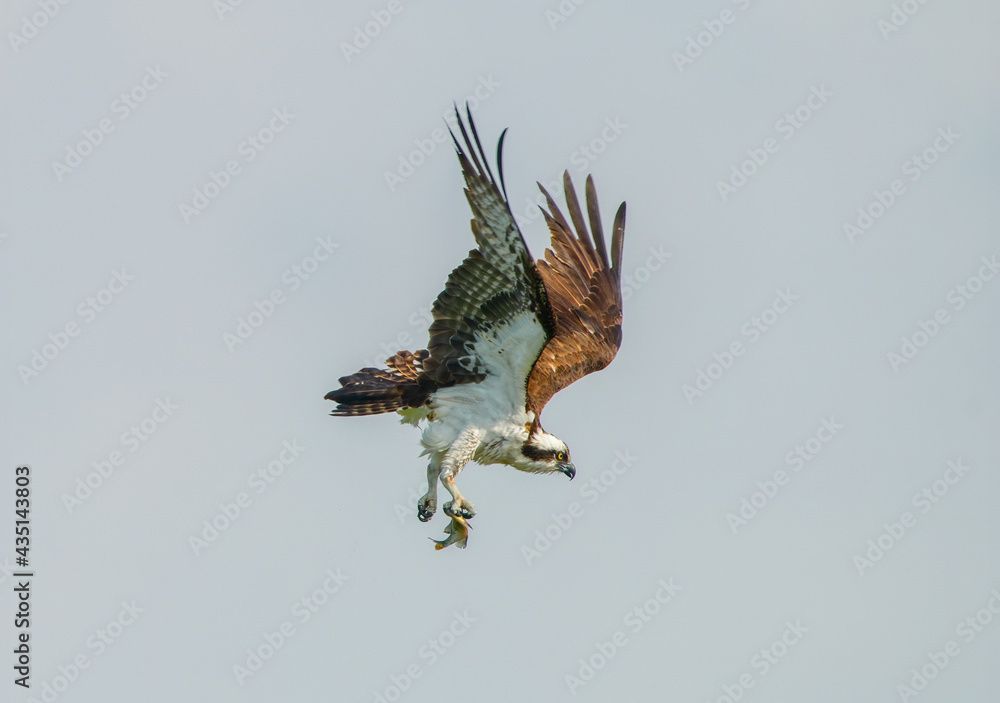 Obraz premium Osprey (Pandion haliaetus) flying with fish in its talons as it changes direction mid air in Grey sky