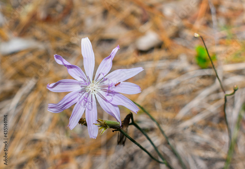 Close up of Rose rush (Lygodesmia aphylla) a member of the aster family and found throughout much of Florida - purple magenta pastel soft bloom photo