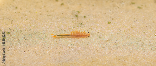 Streptocephalus sealii, the spiny-tail fairy shrimp, is a species of branchiopod in the family Streptocephalidae swimming in shallow Sandy pond water vernal ephemeral temporary water source - Florida