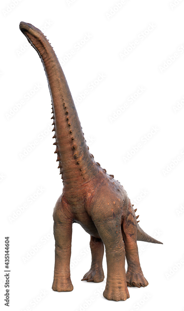 Fototapeta premium alamosaurus in white background