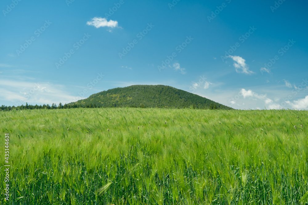 Landscape with blue sky, low mountains and barley swaying in the wind.