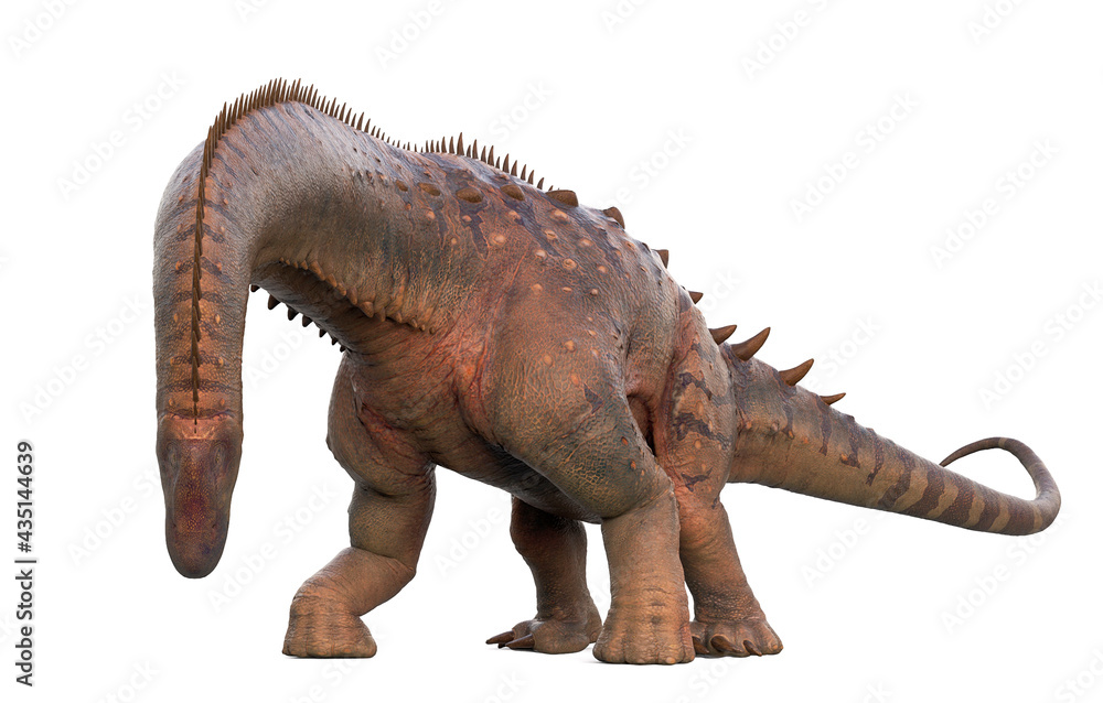 Fototapeta premium alamosaurus is looking down in white background