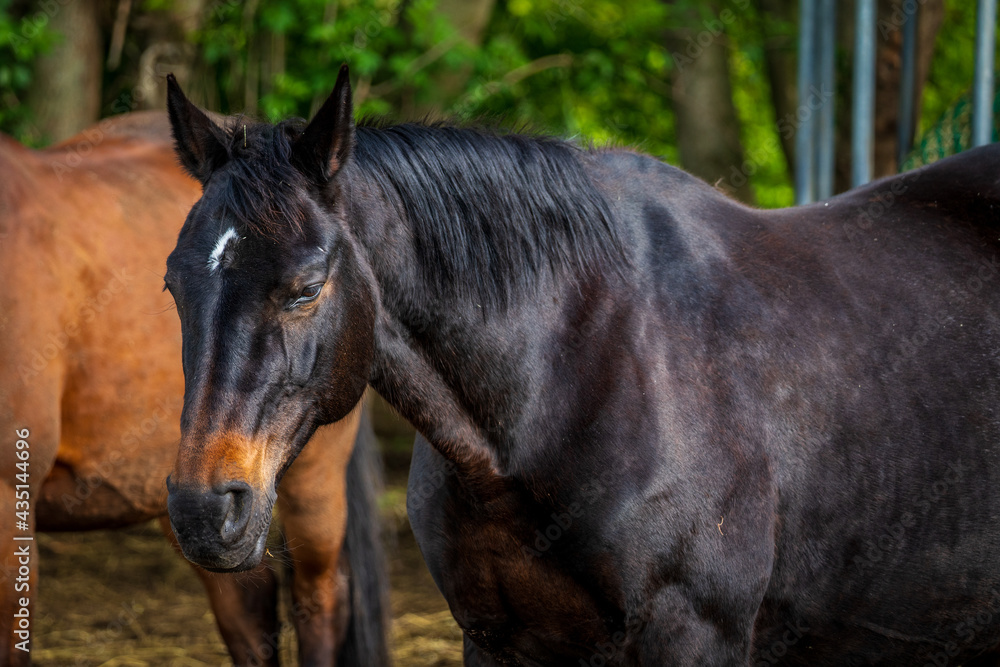 Horse portrait, close up of a horse. Horse portrait, close up of a horse.