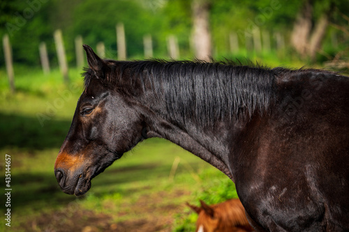 Horse portrait  close up of a horse.