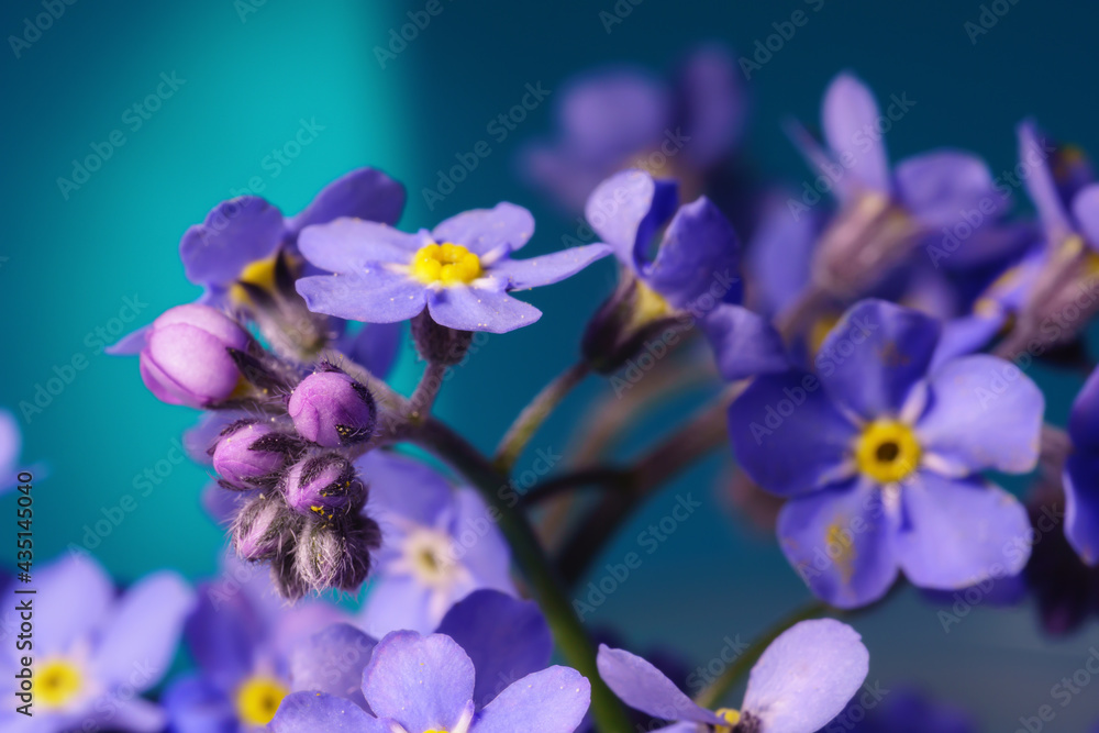 Forget-me-not or Myosotis flower close up Forget-me-not or Myosotis flower close up