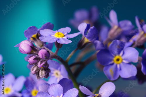 Forget-me-not or Myosotis flower close up © bermuda cat