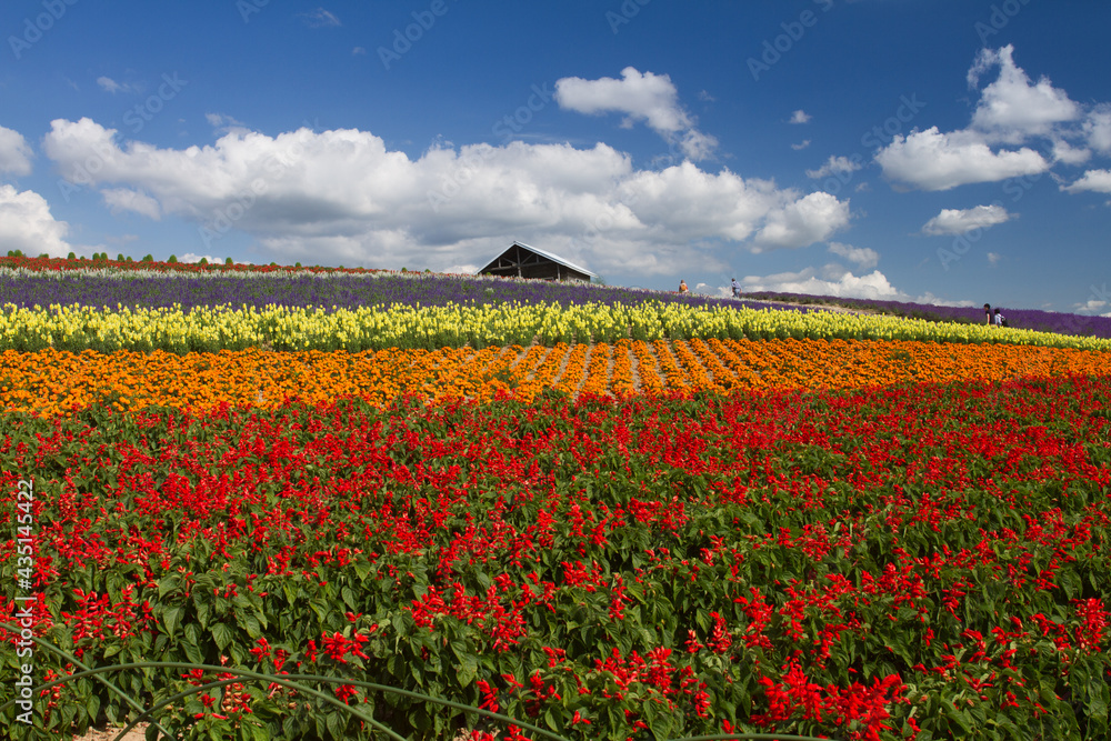 夏の北海道　かんのファームの花畑
