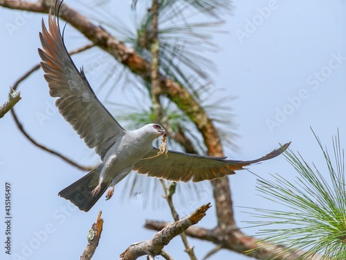 Mississippi kite (Ictinia mississippiensis) flying with brown Cuban anole lizard (Anolis equestris) in its beak and mouth - under neath shot view from above, blue sky pine tree branches background photo