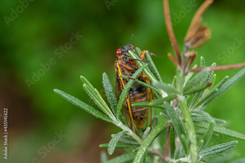 Adult 17-year cicada (Magicicada sp.) resting on a rosemary plant after emergence from nymphal case