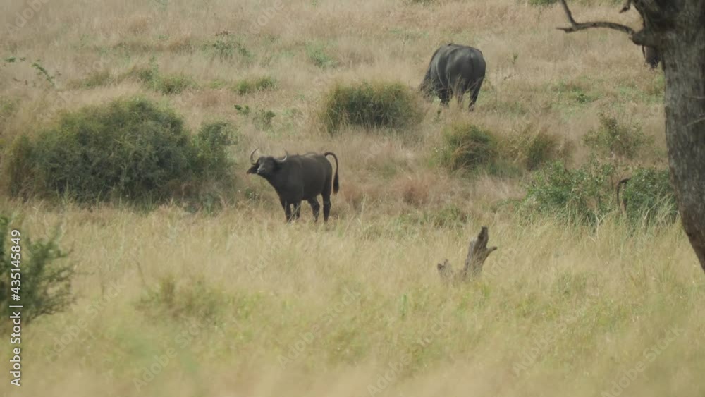 A herd of African Buffalo in their natural African savanna environment, South Africa A herd of African Buffalo in their natural African savanna environment, South Africa