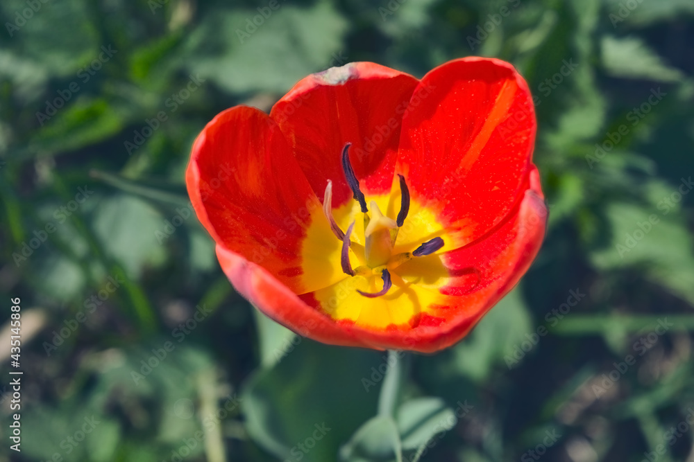 Red tulip on blurred background. Red tulip on green field. Close up of beautiful tulip flower with blur background.