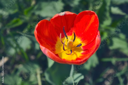 Red tulip on blurred background. Red tulip on green field. Close up of beautiful tulip flower with blur background.