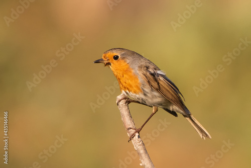 robin on a branch