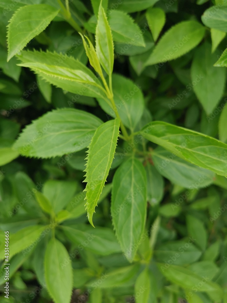 green plants in central european botany green plants in central european botany