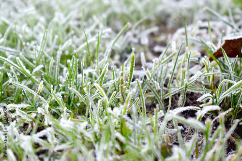 Close up of  ice crystal frozen cover on green grasses on morning light in winter season. Beautiful green nature background.