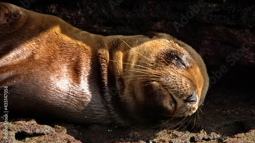 Close up of a baby sea lion at Puerto Egas, Santiago Island, Galapagos, Ecuador photo